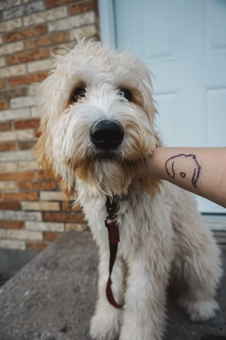 a small dog with a tattoo on his arm