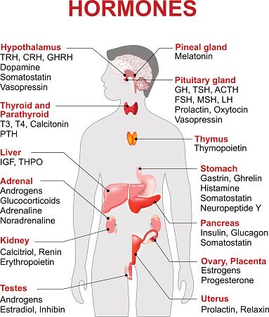 the anatomy of the human body with labels on it stock photo and royalty free images