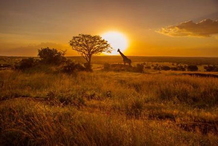 a giraffe standing on top of a lush green field under a bright sun