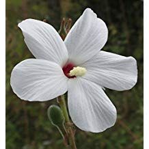 a white flower with red stamen in the center