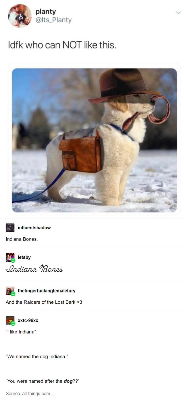 a white dog wearing a brown hat and harness on top of it's back