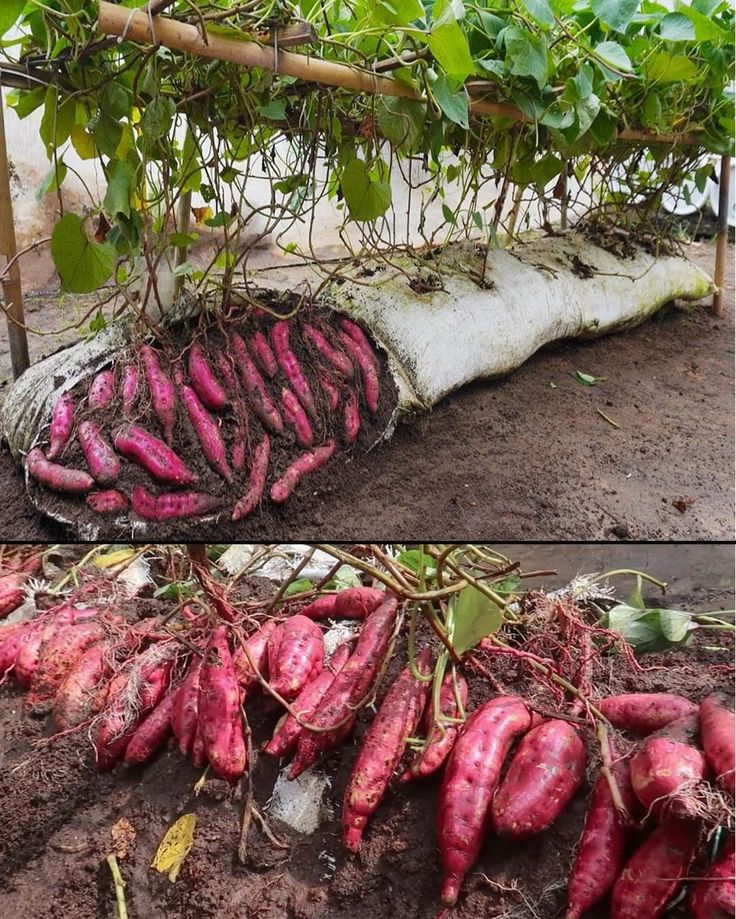 several pictures of different types of vegetables growing in the dirt and under a tree branch