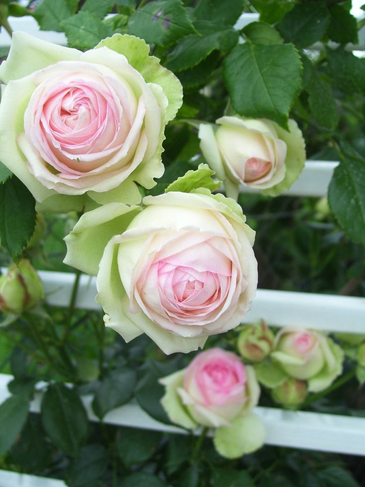 pink and white roses are blooming on a bush in front of a white fence