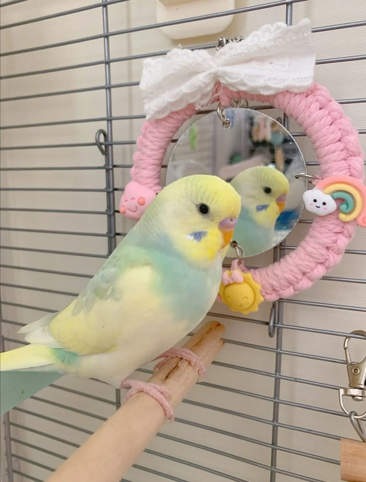 a parakeet sitting on top of a perch with its reflection in the mirror