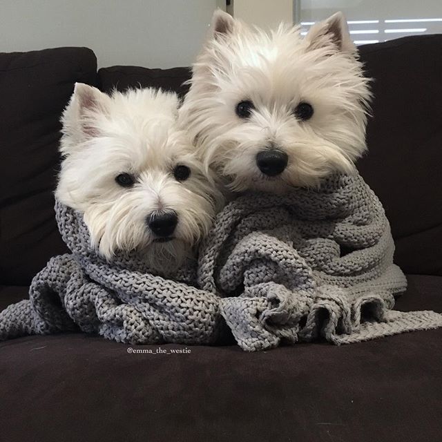 two small white dogs wrapped in blankets on a couch with the caption cold weather pet safety