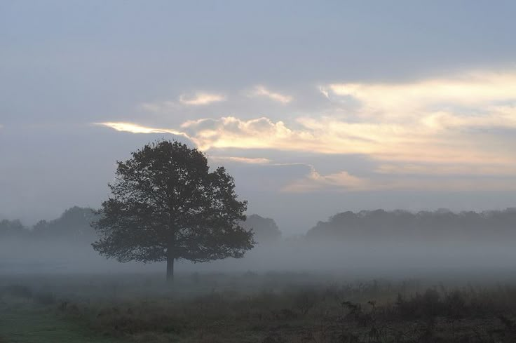 a foggy field with a lone tree in the foreground and trees on the far side