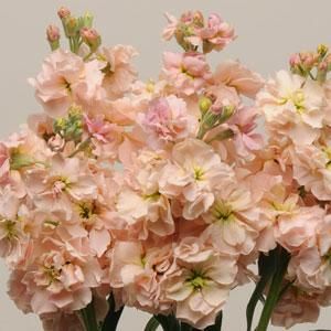 some pink flowers are in vases on a table