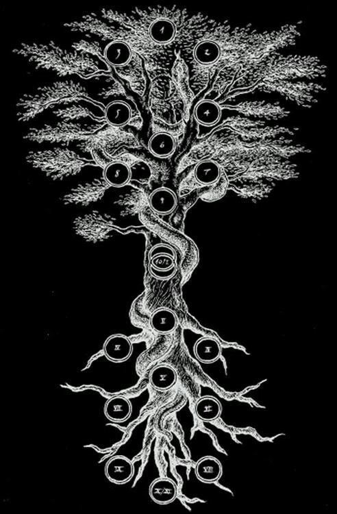 a drawing of a tree with many roots