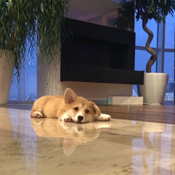 a dog laying on the floor next to a plant