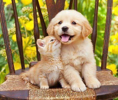 a puppy and kitten sitting on a chair