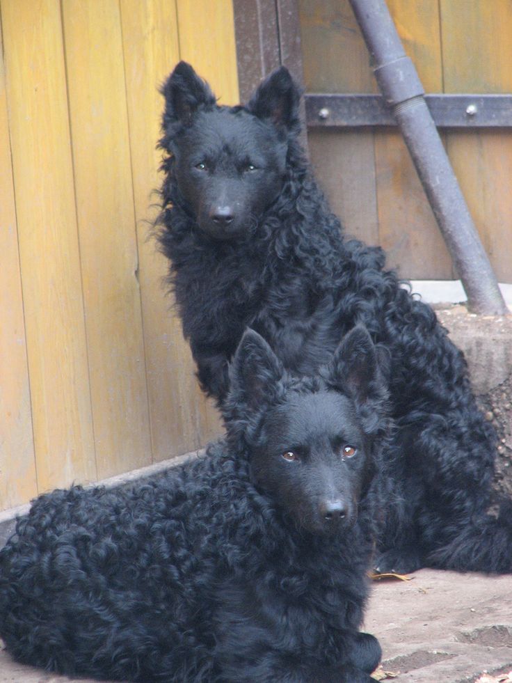 two black dogs sitting next to each other