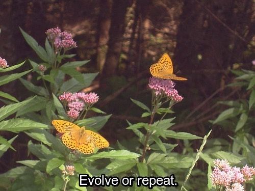 two yellow butterflies sitting on top of purple flowers in the woods with words above them