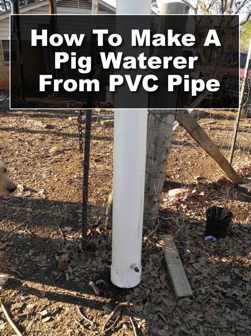 a pig is standing in the dirt next to a fence post and water pipe with text overlay that reads how to make a pig waterer from pvc pipe