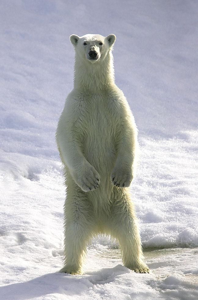 a polar bear standing on its hind legs in the snow