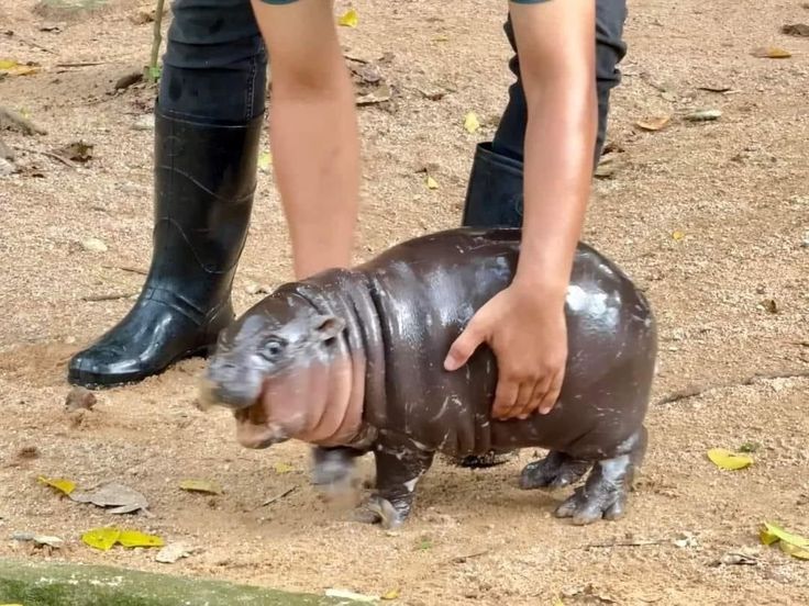 a baby hippopotamus being petted by someone