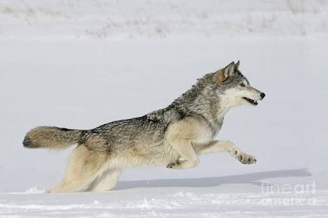 a wolf running in the snow with its mouth open