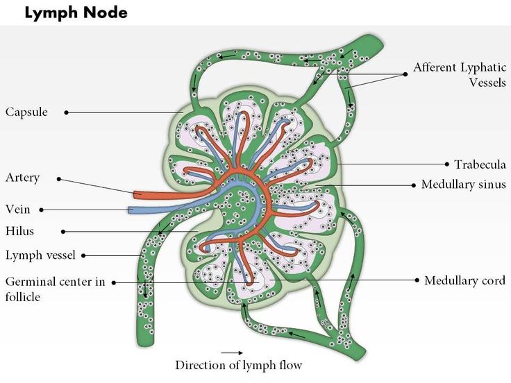 diagram of the lymphoid and its major structures, labeled in text below