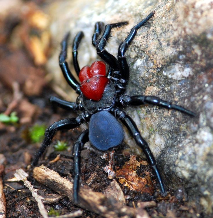 a black spider with red eyes sitting on the ground next to a rock and leaves