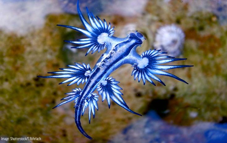 a blue and white seahorse floating on top of water