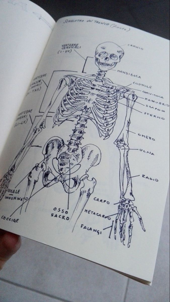 a hand holding an open book with skeleton diagrams on the front and back pages in it