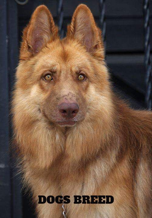 a large brown dog standing in front of a black door with a chain around it's neck