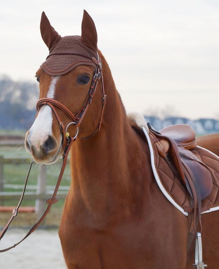 a brown horse wearing a bridle and reins