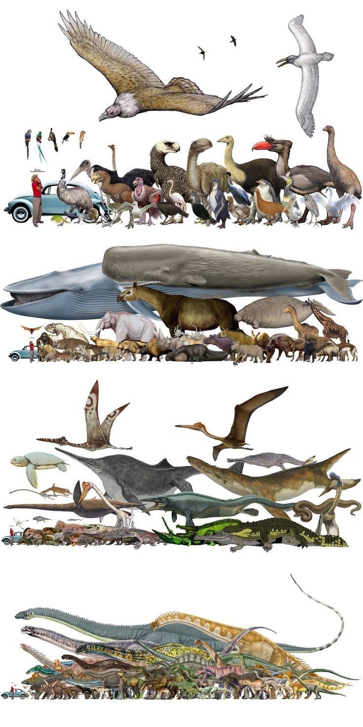 an image of birds and other animals in different stages of flight, from the earliest to the present day