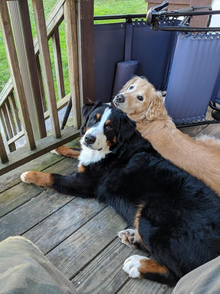 two dogs are laying on the porch with their heads touching each other's paws