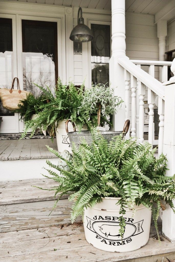 two large potted plants sitting on the porch