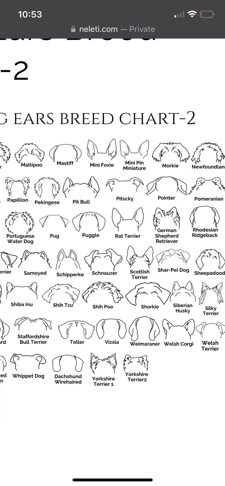 an animal's head is shown with the words e - ears breed chart on it