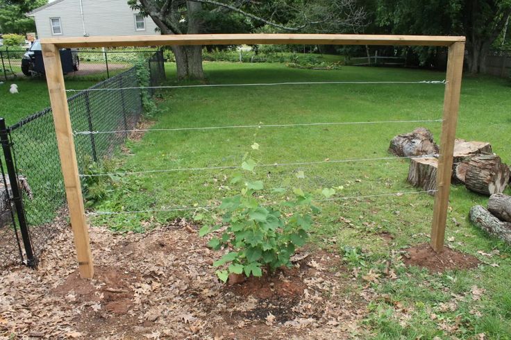 a fenced in yard with a tree stump and plant growing out of the ground