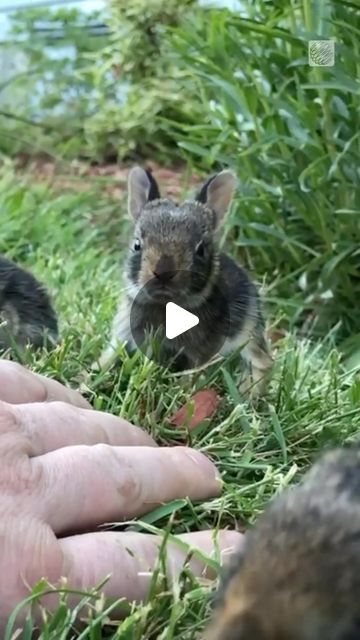 a person holding out their hand to a squirrel in the grass with another animal behind them