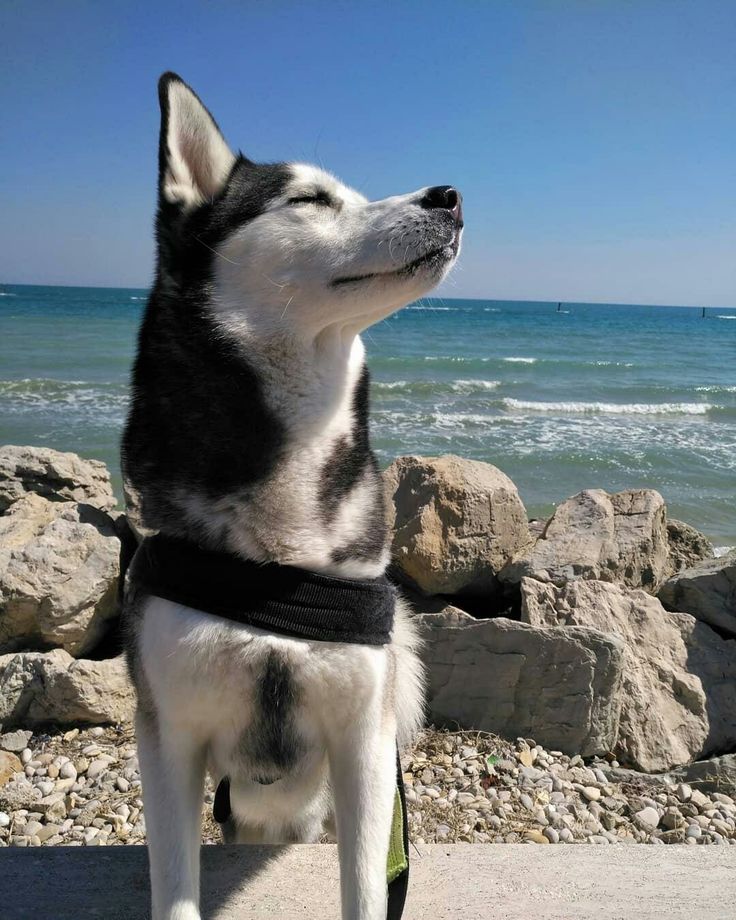 a black and white dog standing on top of a sandy beach