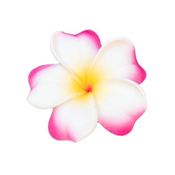 a pink and white flower on a white background