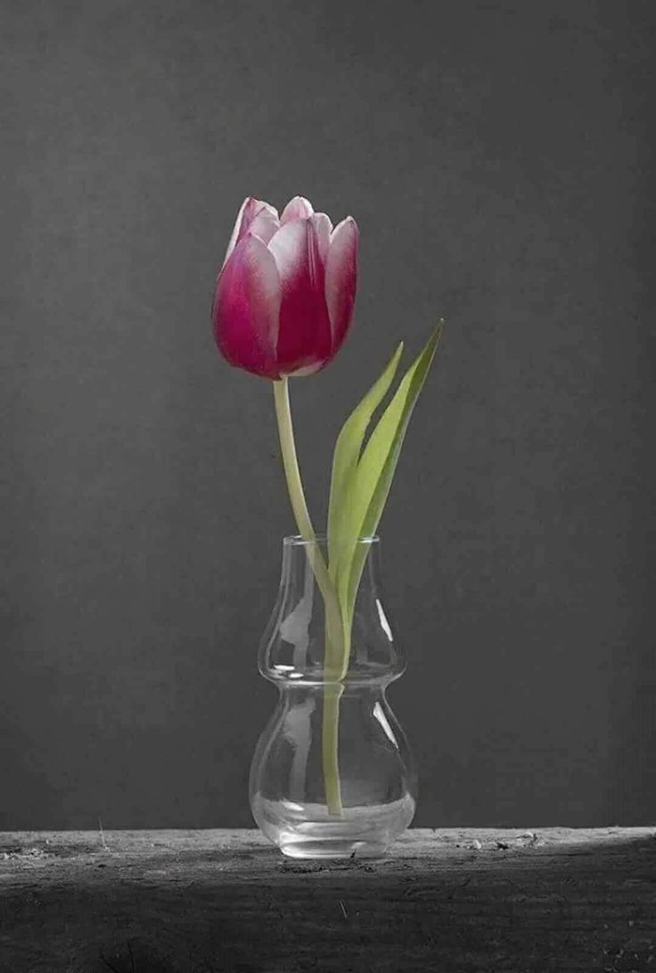 a single pink tulip in a clear vase on a wooden table against a dark background