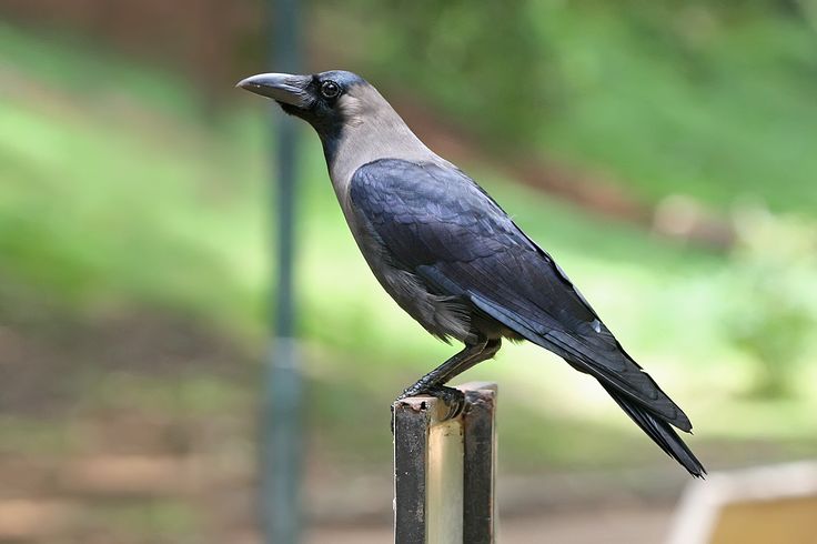 a black bird sitting on top of a wooden post