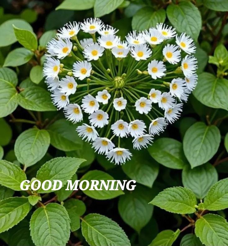 a heart - shaped flower surrounded by leaves with the words good morning