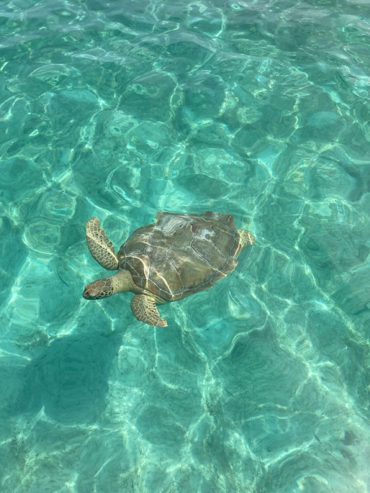 a turtle swimming in the clear blue water