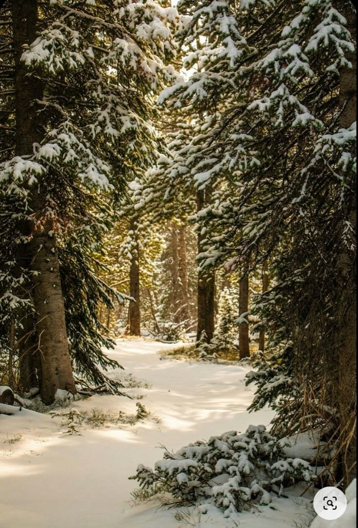 a snow covered forest with lots of trees