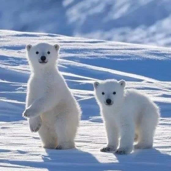 two polar bears are standing in the snow