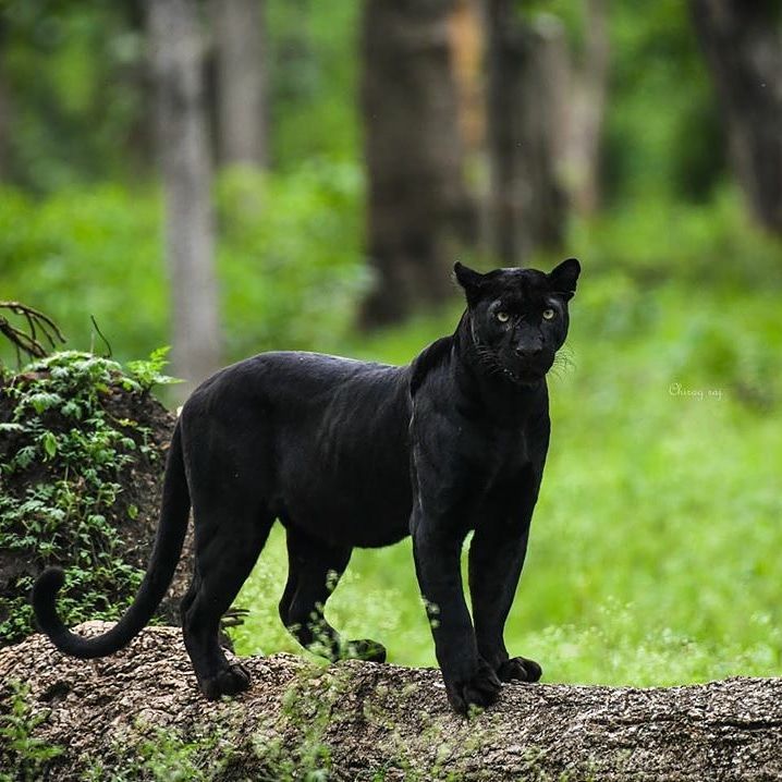 a black cat standing on top of a log in the woods