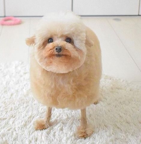 a small brown dog standing on top of a white rug