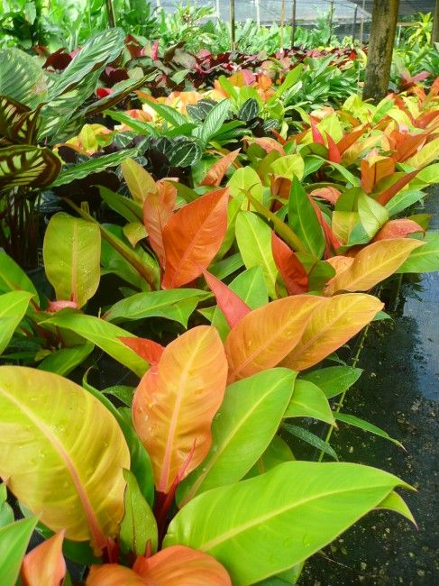 many green and red plants in a greenhouse with water droplets on the ground below them