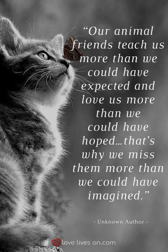 Cats Playing, Cat Loss, Pet Remembrance, Pet Sympathy, Love Us, Bohol, Cat Quotes, Animal Friends, Pet Loss