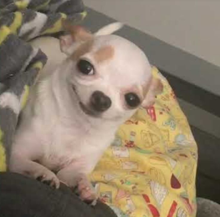 a small white dog laying on top of a blanket