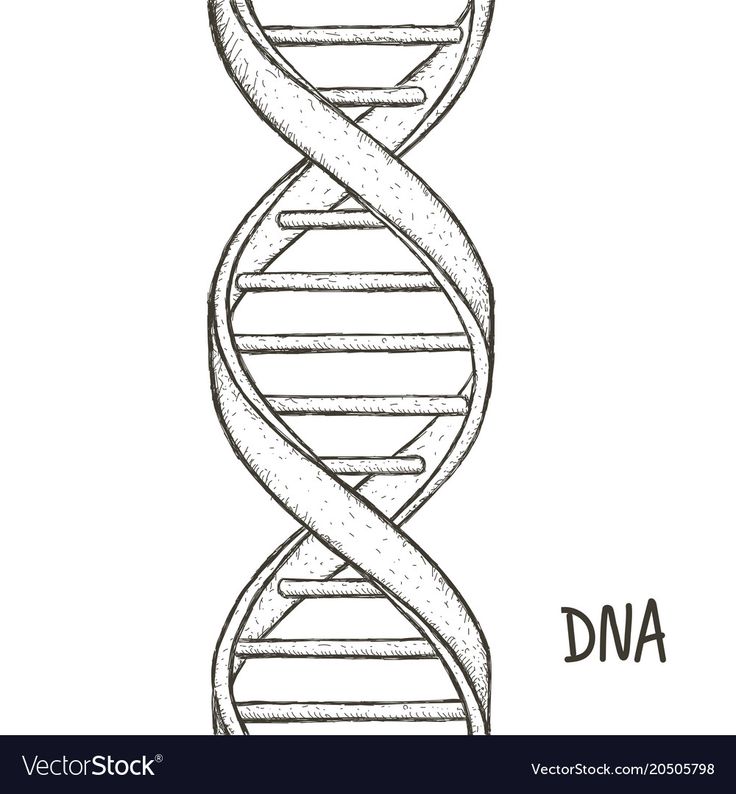 a drawing of a double - stranded spiralle with the word dna on it