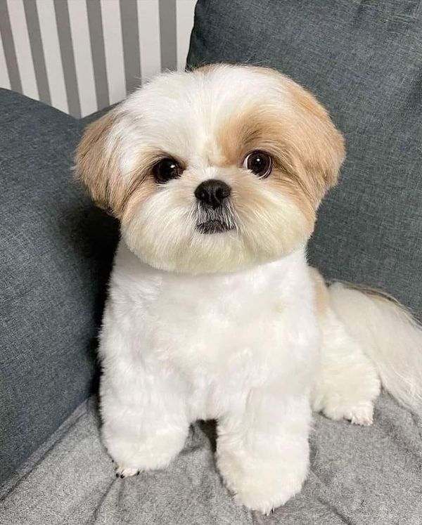 a small white and brown dog sitting on top of a gray couch next to a wall