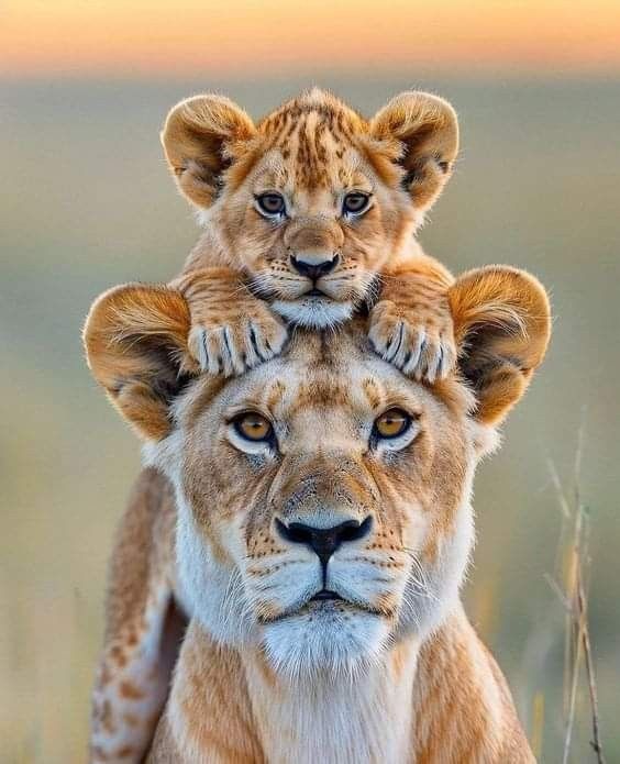 two young lions are sitting on top of each other's head in the wild