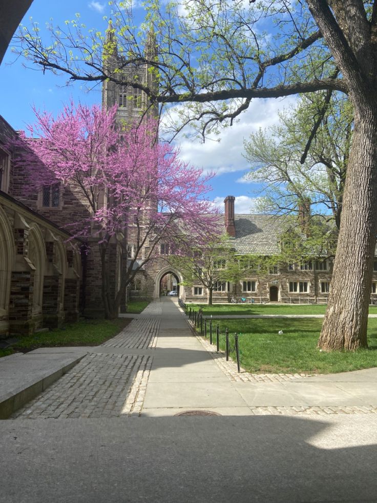 the walkway is lined with flowering trees and buildings