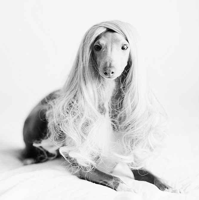 a dog with long blonde hair laying on a bed